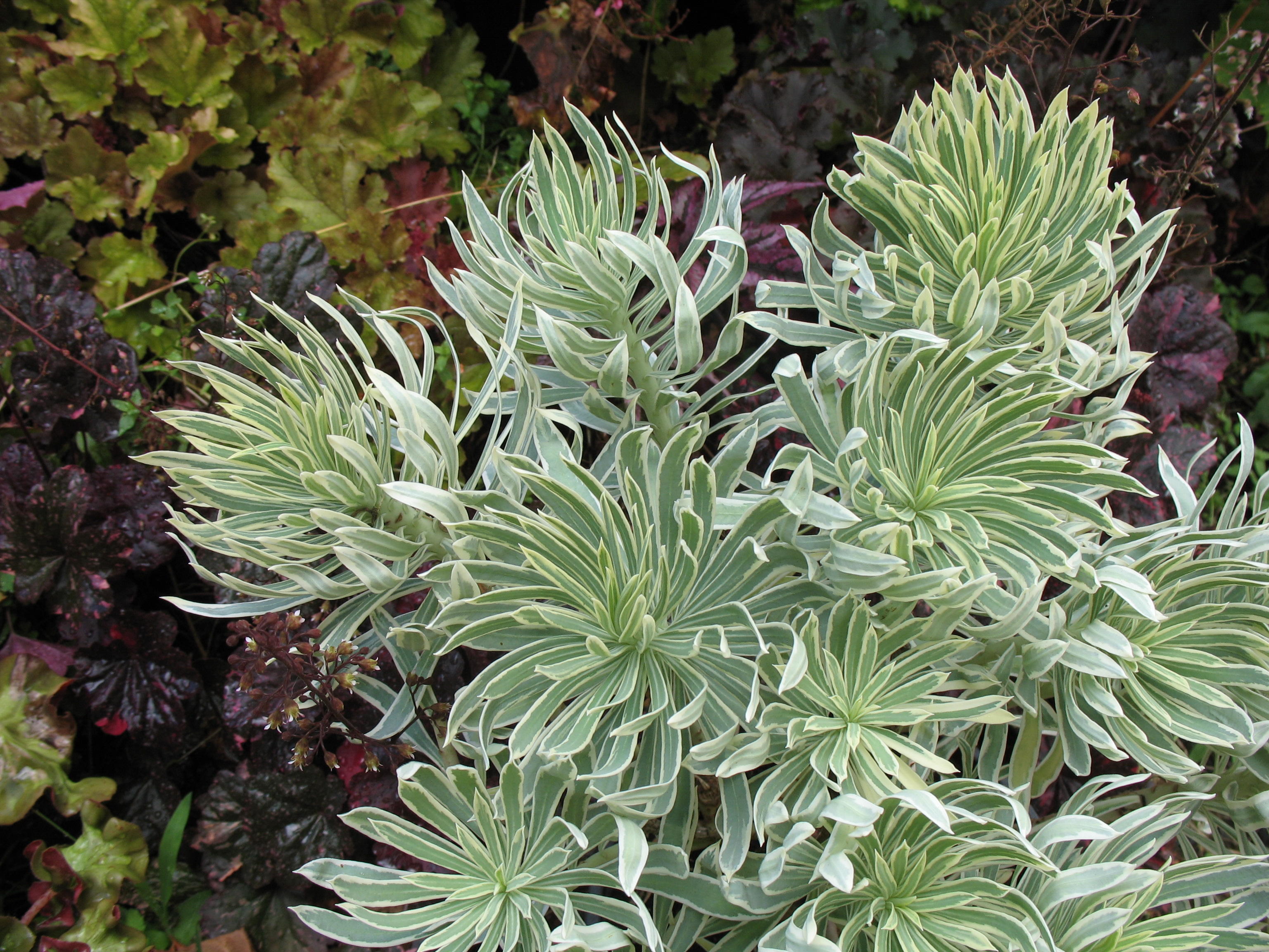 euphorbia tasmanian tiger euphorbia tasmanian tiger
