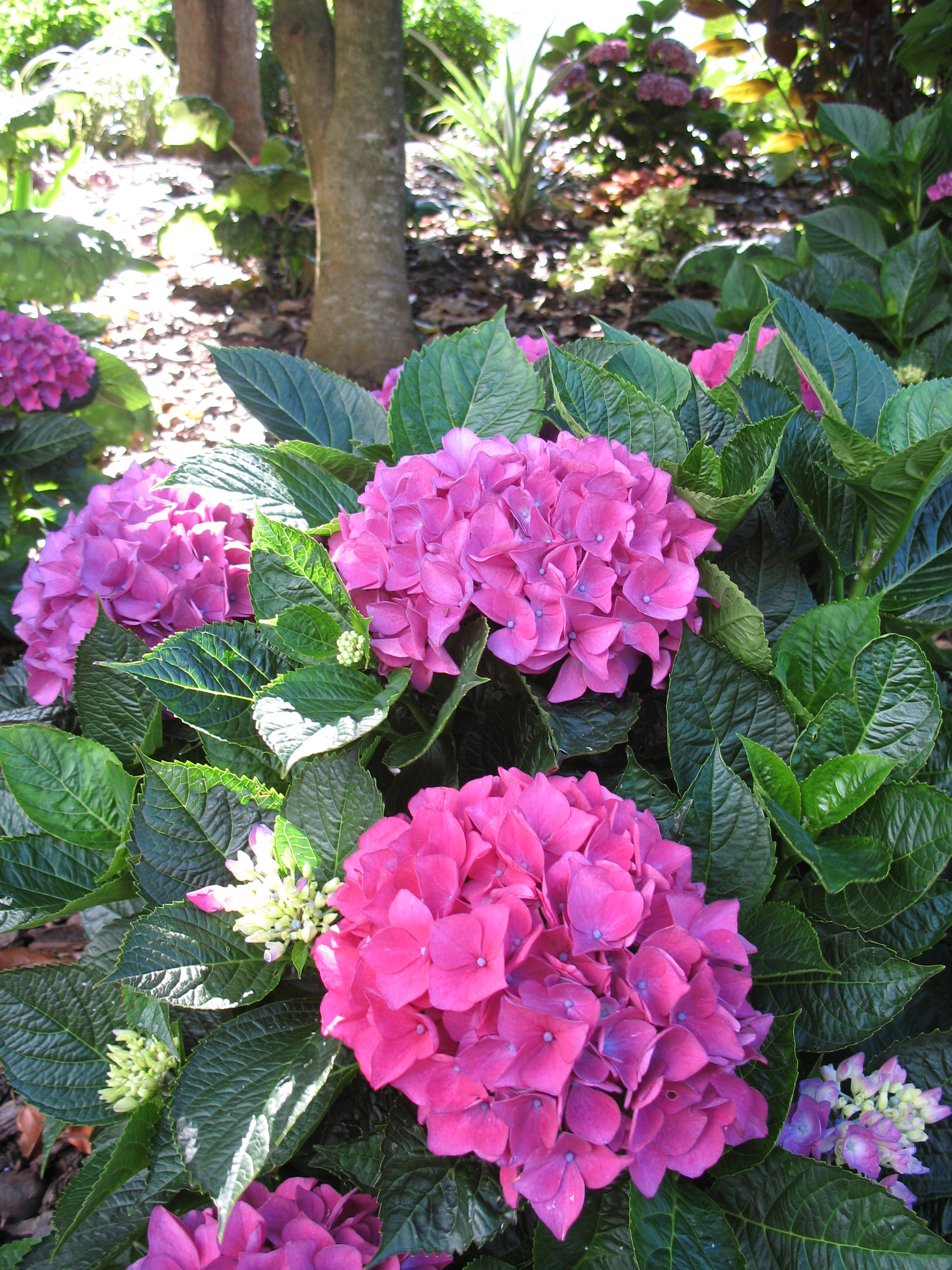 Hydrangeas range of plants