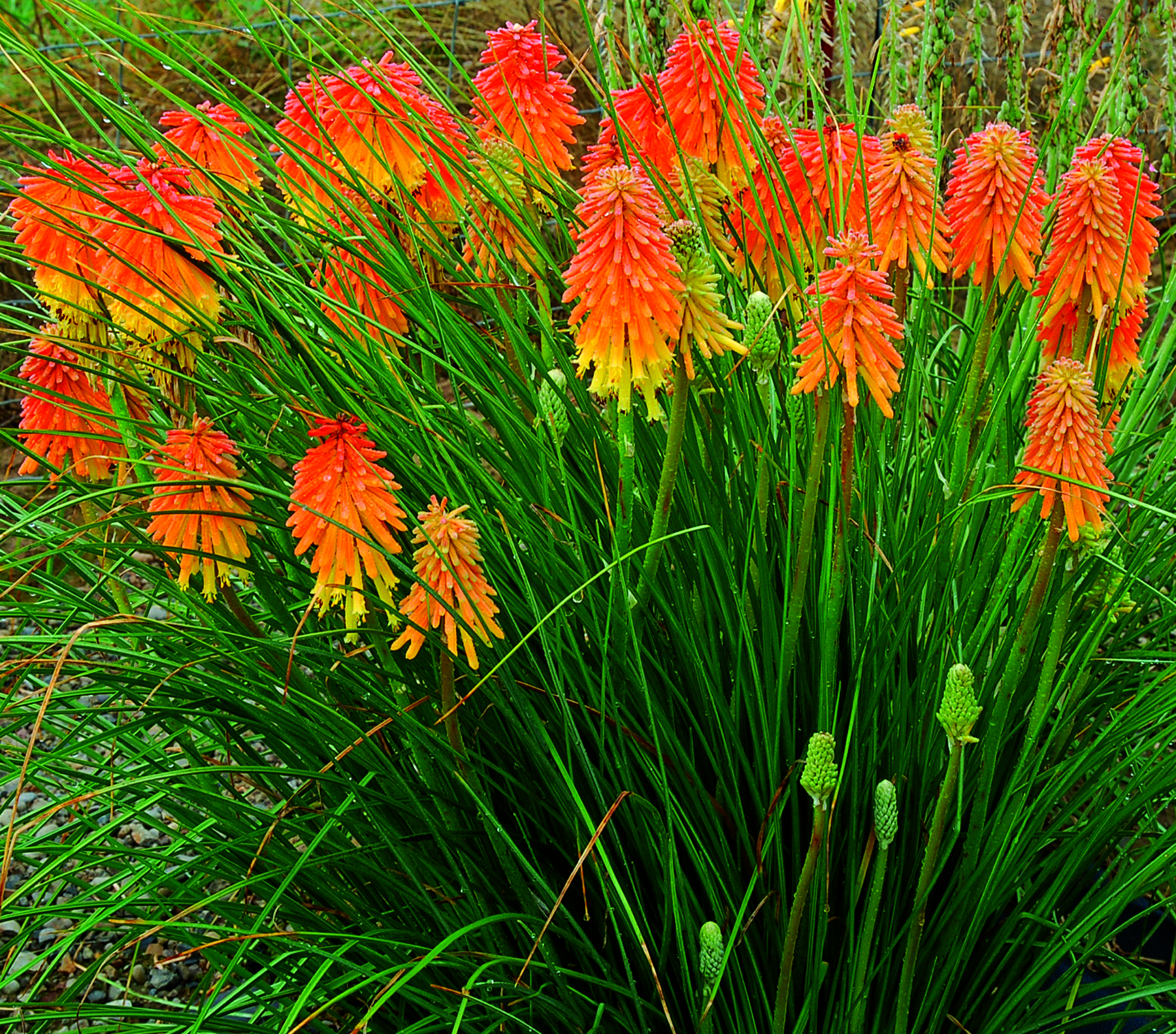 Kniphofia_Ember_Glow_1b.jpg