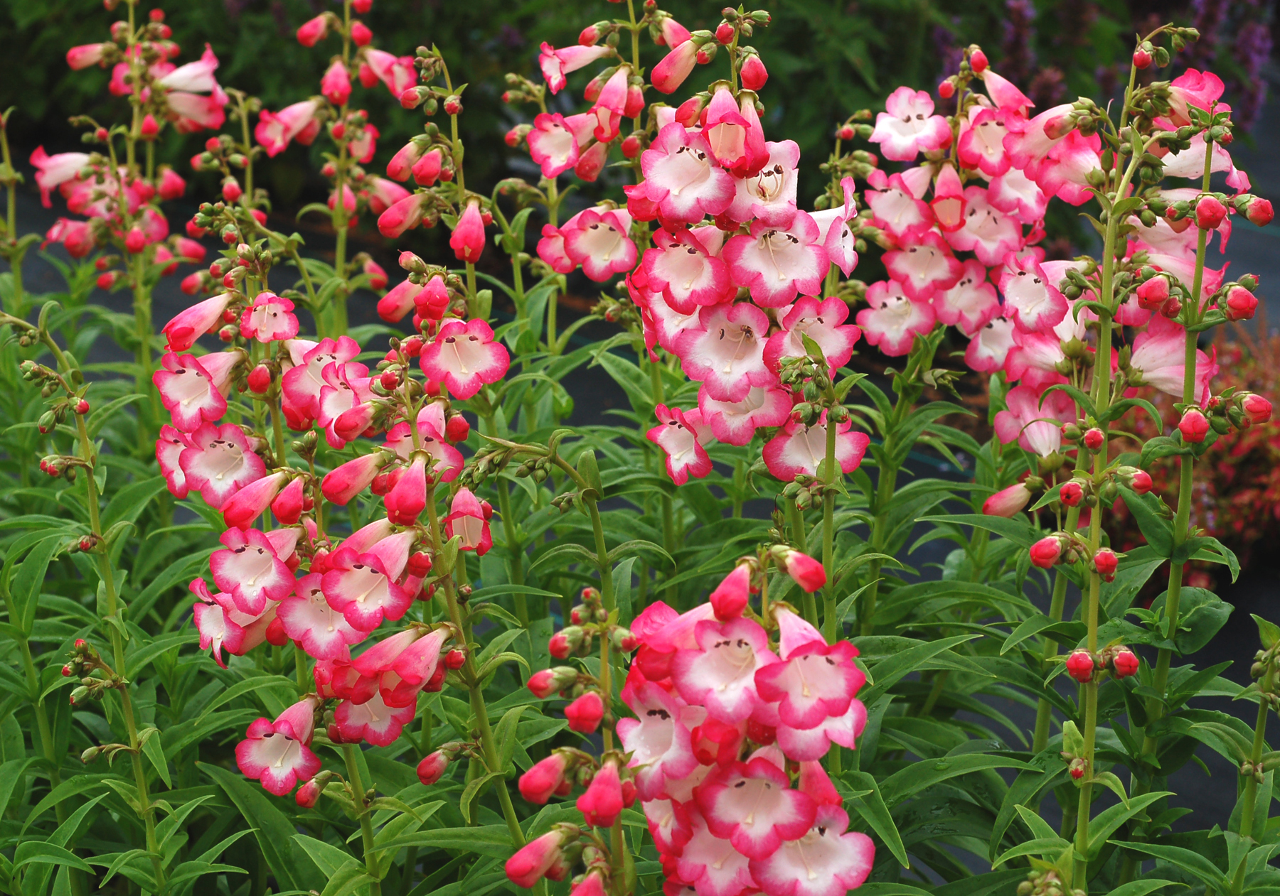 25 Types Of Flowers To Plant For Summer Scientific