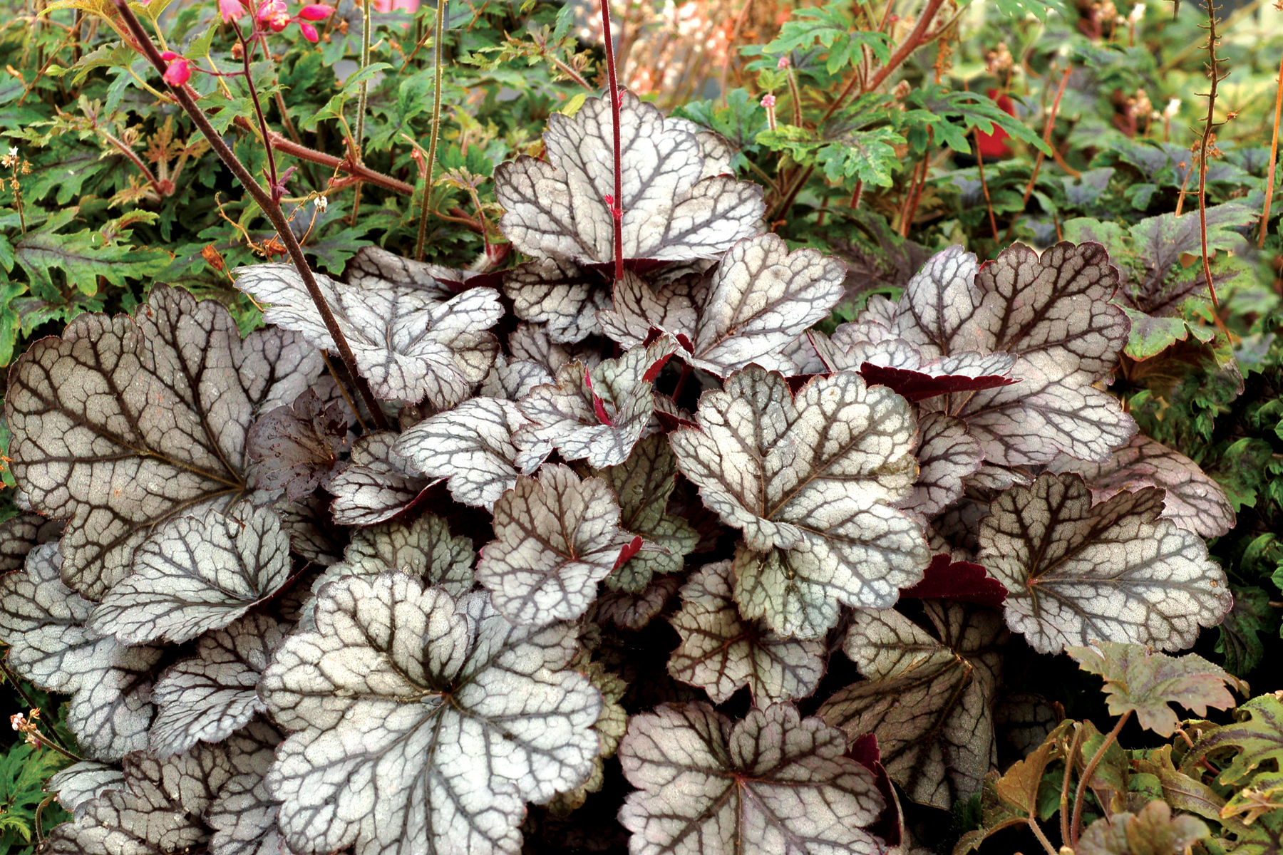 Heuchera Glitter