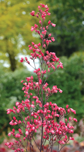 glitter heuchera living plant livingfashion nz wish