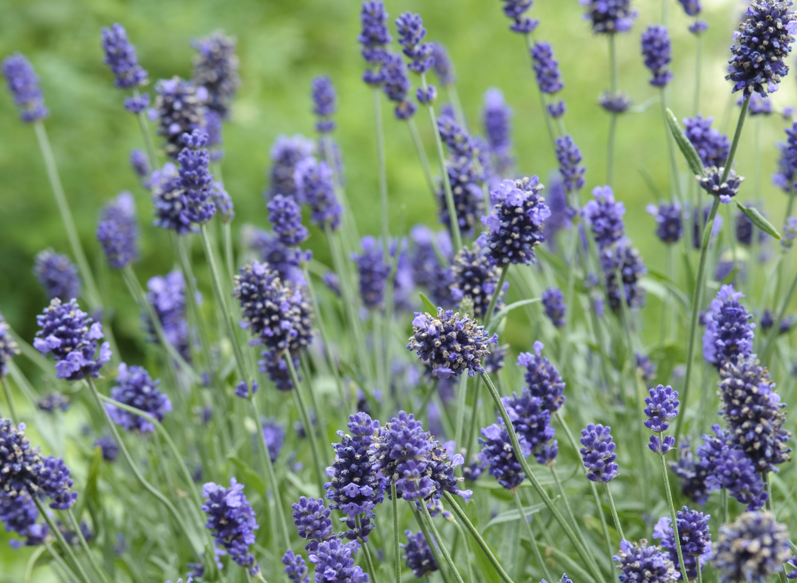 gt lavender range of plants gt lavender range of plants