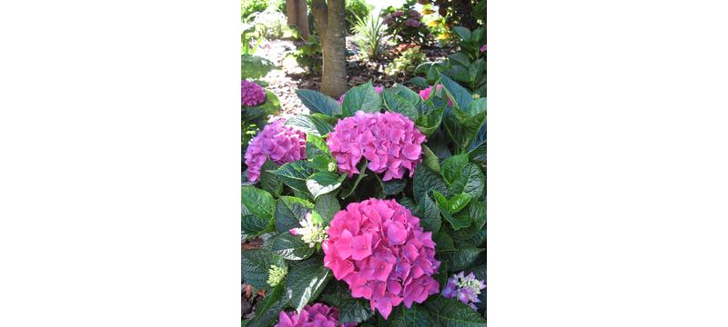 product image for Hydrangea Venice
