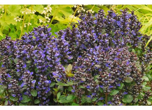 gallery image of Ajuga Blueberry Muffin