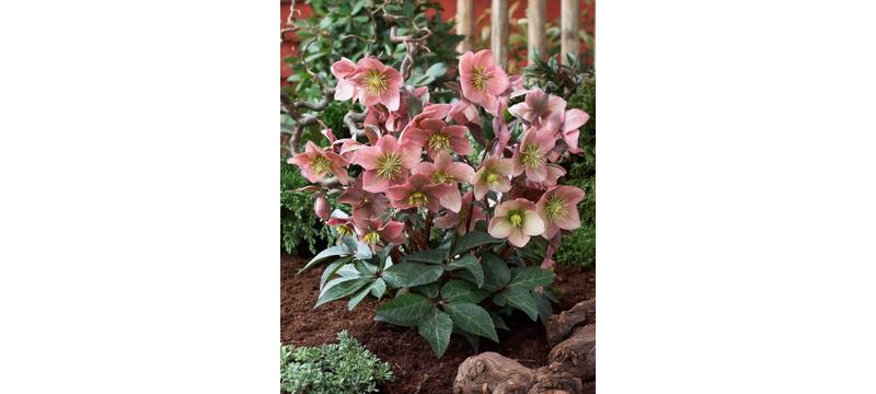 product image for Hellebore Ruby Glow