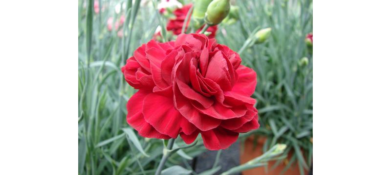 product image for Dianthus Passion