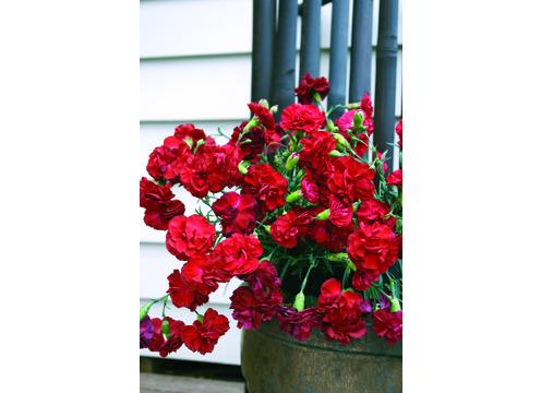 gallery image of Dianthus Passion