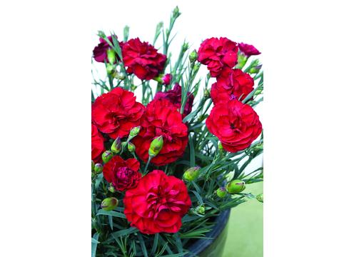 gallery image of Dianthus Passion