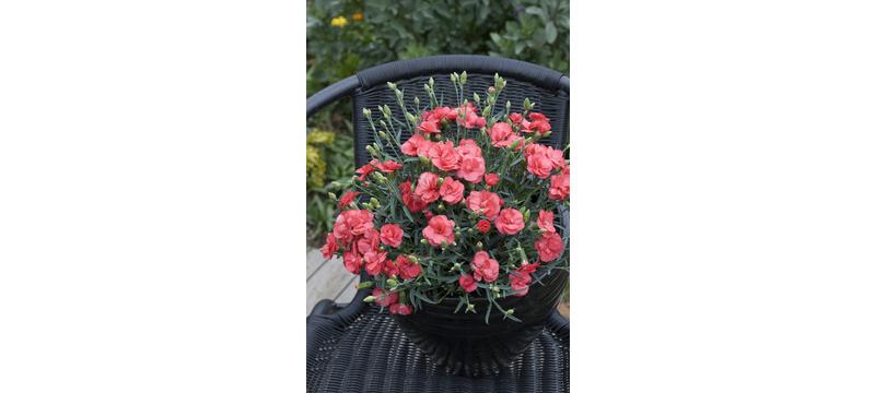 product image for Dianthus Rosebud