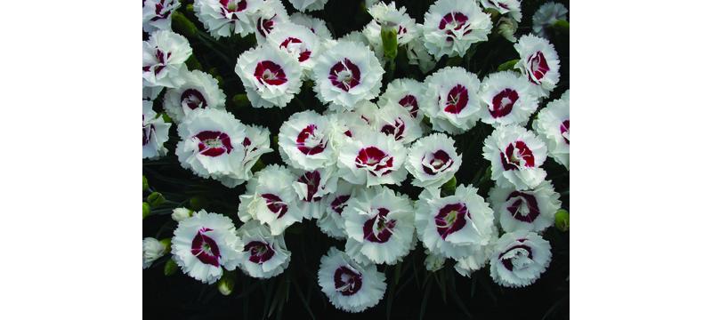 product image for Dianthus Coconut Sundae