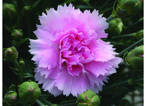 gallery image of Dianthus Candy Floss
