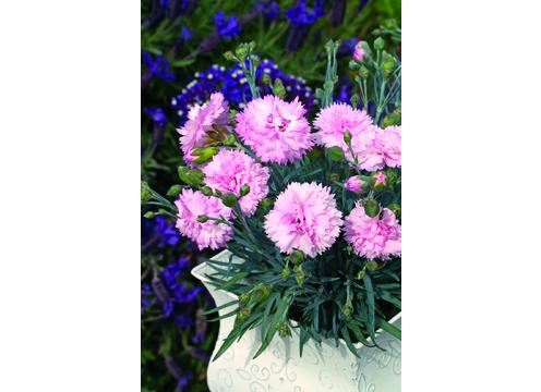gallery image of Dianthus Candy Floss