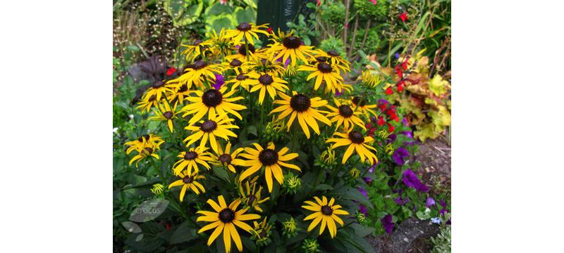product image for Rudbeckia Little Goldstar