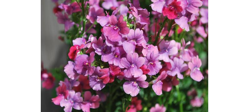 product image for Nemesia Strawberry Ripple