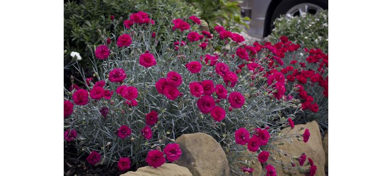 product image for Dianthus Waterloo Sunset