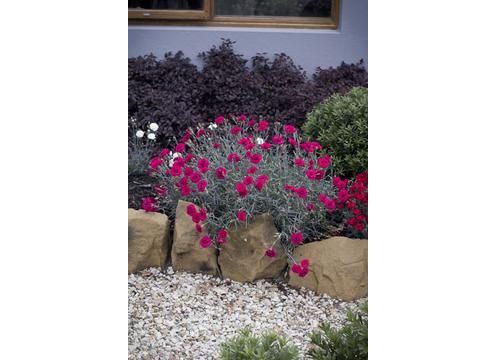 gallery image of Dianthus Waterloo Sunset