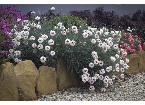 gallery image of Dianthus Bright Eyes