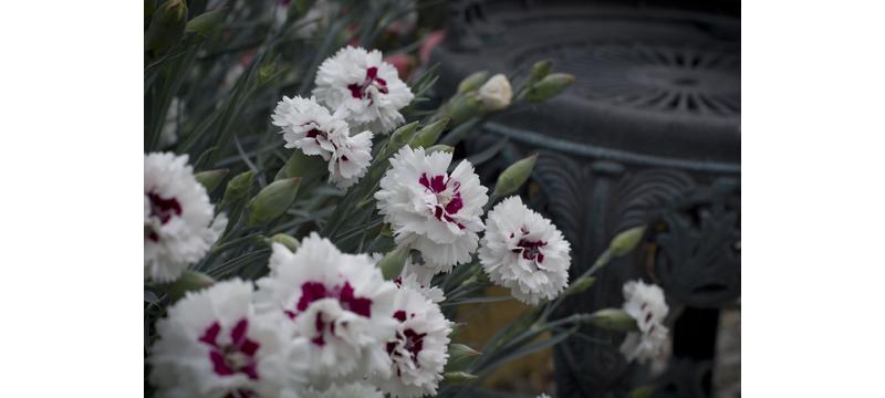 product image for Dianthus Bright Eyes