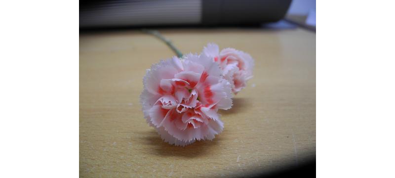 product image for Dianthus Dancing Queen