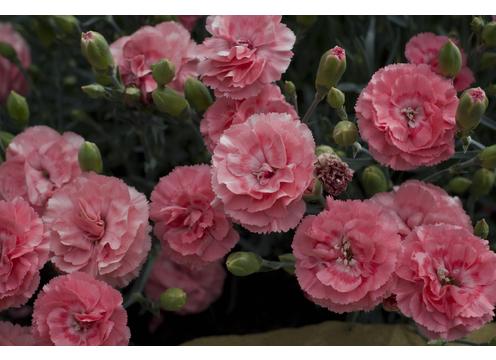 gallery image of Dianthus Romance