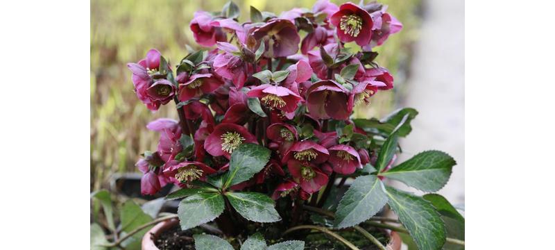 product image for Hellebore Annas Red