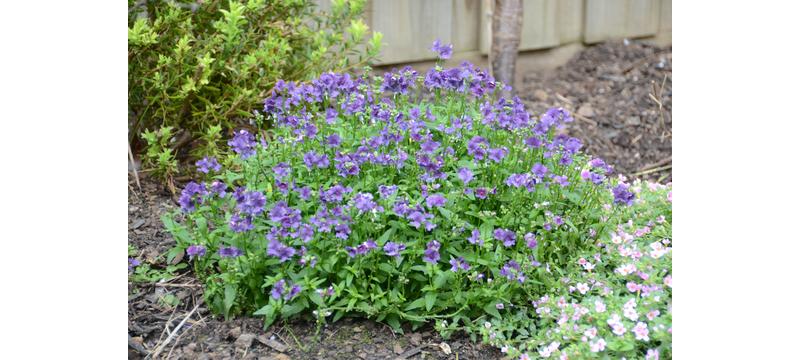 product image for Nemesia Blueberry Ripple