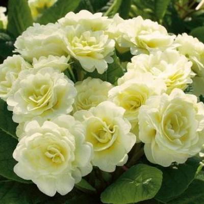 image of Primula Belarina Cream