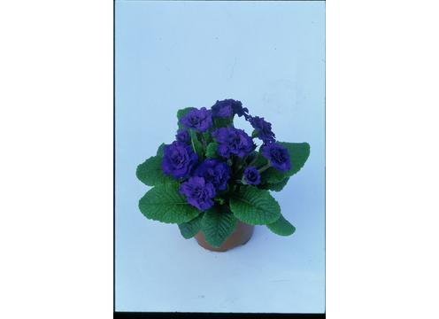 gallery image of Primula Belarina Cobalt Blue
