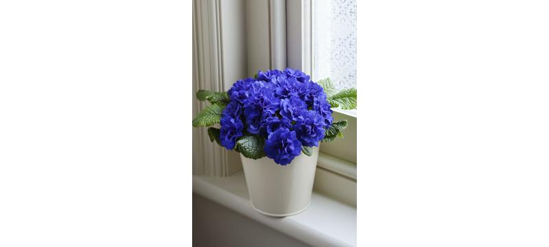 product image for Primula Belarina Cobalt Blue