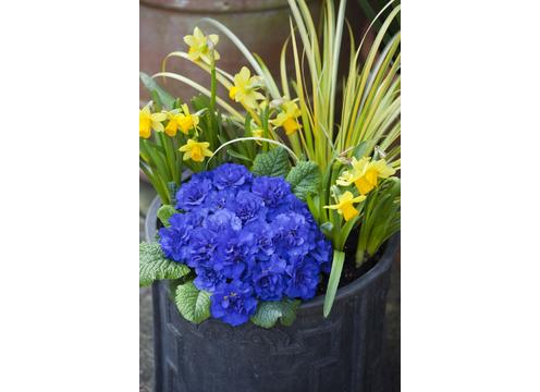 gallery image of Primula Belarina Cobalt Blue