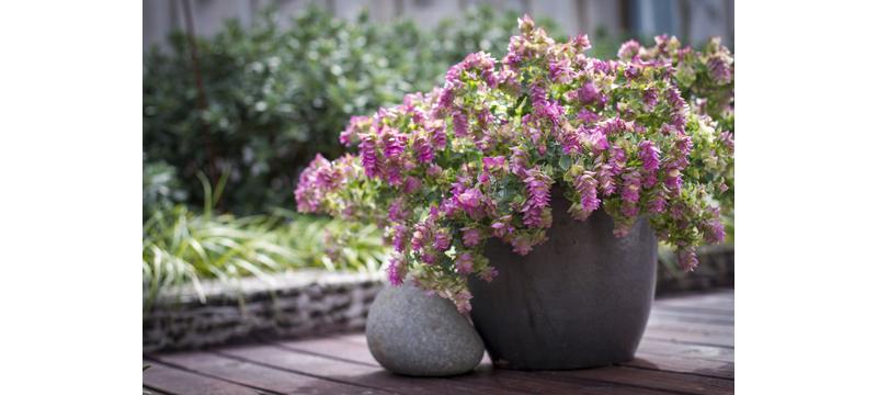 product image for Origanum Bellissimo