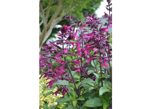 gallery image of Salvia Love and Wishes