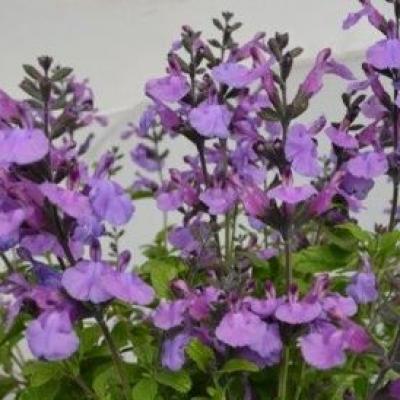 image of Salvia So Cool Violet