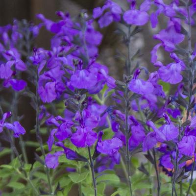 image of Salvia So Cool Purple