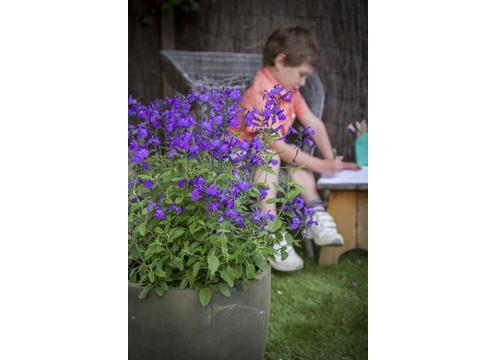 gallery image of Salvia So Cool Purple