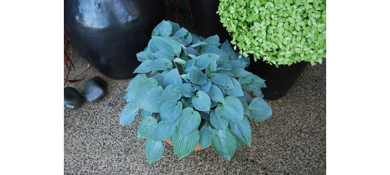 product image for Hosta Silver Knight