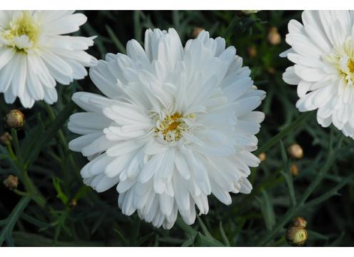 gallery image of Federation Daisy 'Purity'