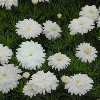 image of Federation Daisy 'Purity'