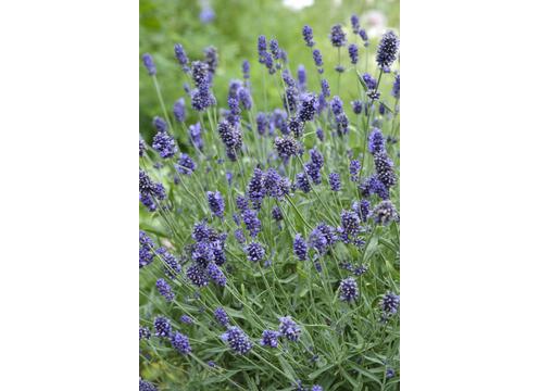 gallery image of Lavender Sweet Romance