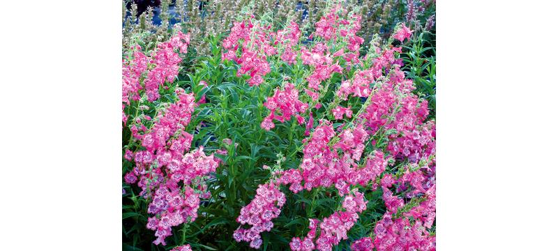 product image for Penstemon Cha Cha Pink