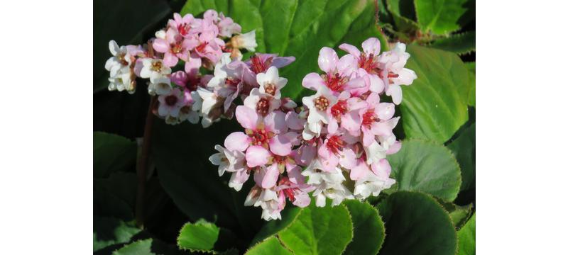 product image for Bergenia Marshmallow