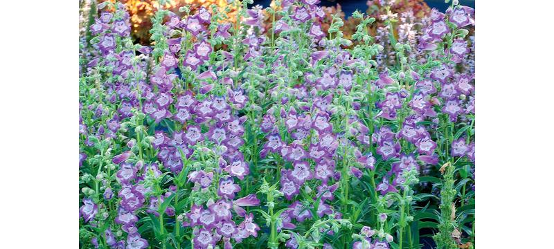 product image for Penstemon Cha Cha Lavender