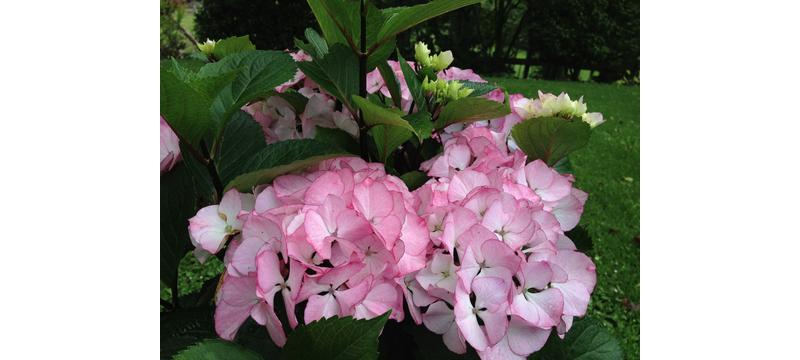 product image for Hydrangea Saxon Pink Maiden
