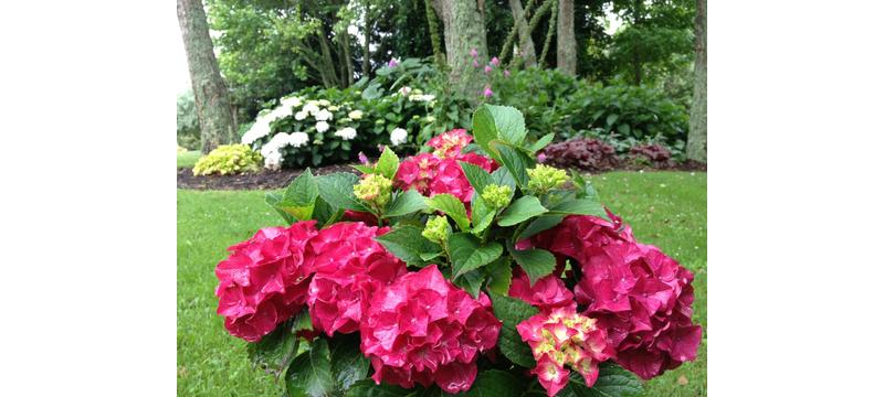 product image for Hydrangea Saxon Red Dawn