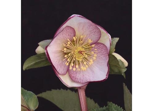 gallery image of Hellebore Sophies Delight