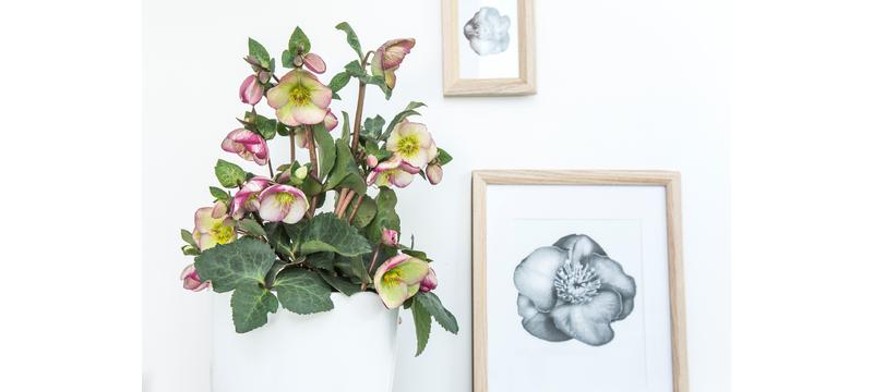 product image for Hellebore Sophies Delight