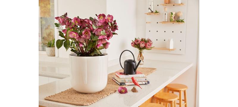 product image for Hellebore Charmer