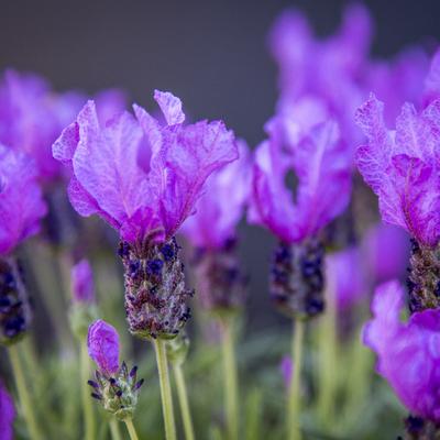 image of Lavender Fairywings Spellbound