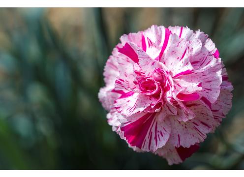 gallery image of Dianthus Pinball Wizard
